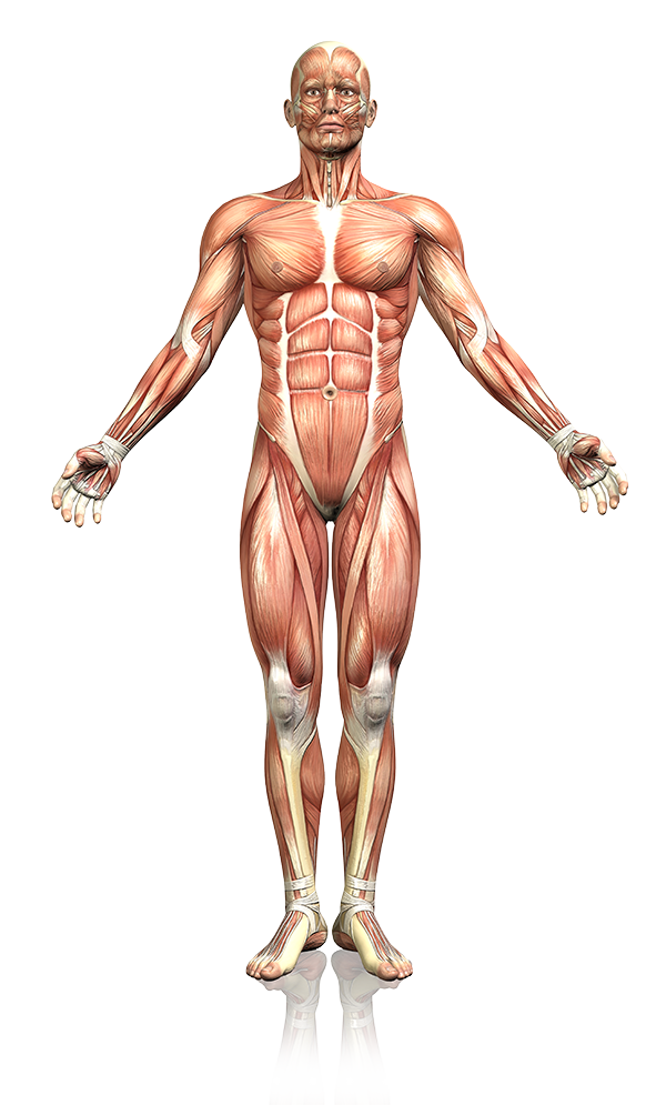 ems for muscle growth